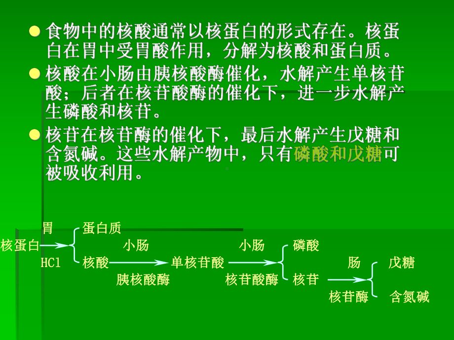 十二章 核酸代谢课件.ppt_第3页