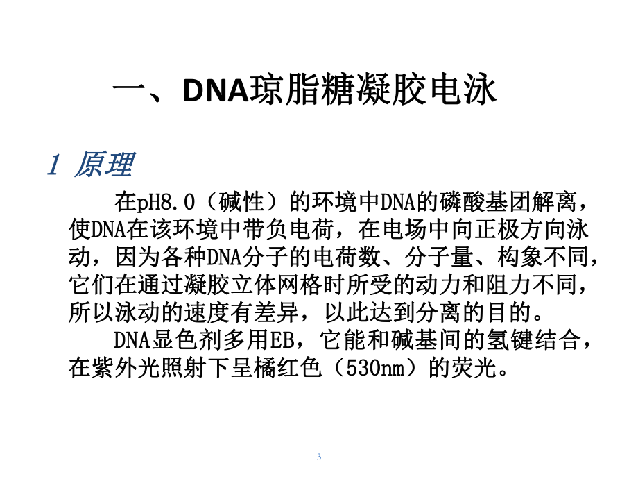 生化年研究生实验2 PCR检测apoB基因多态性课件.ppt_第3页