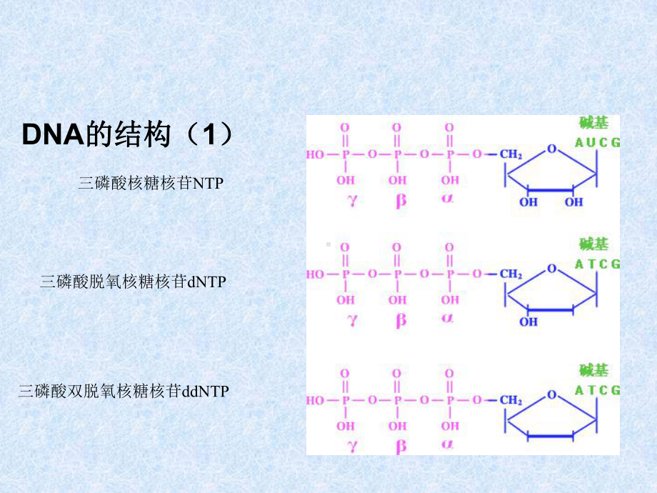 目的基因的克隆—PCR法扩增目的基因片断课件.ppt_第2页