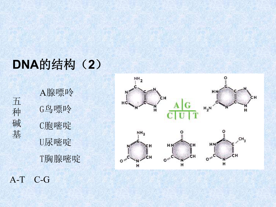 目的基因的克隆—PCR法扩增目的基因片断课件.ppt_第3页