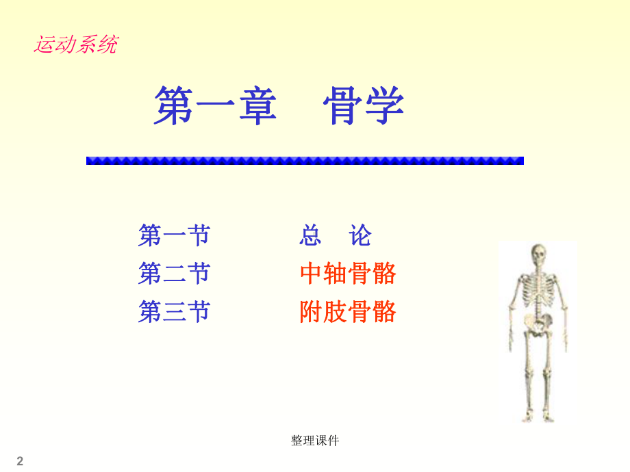 人体解剖学骨学课件.ppt_第2页