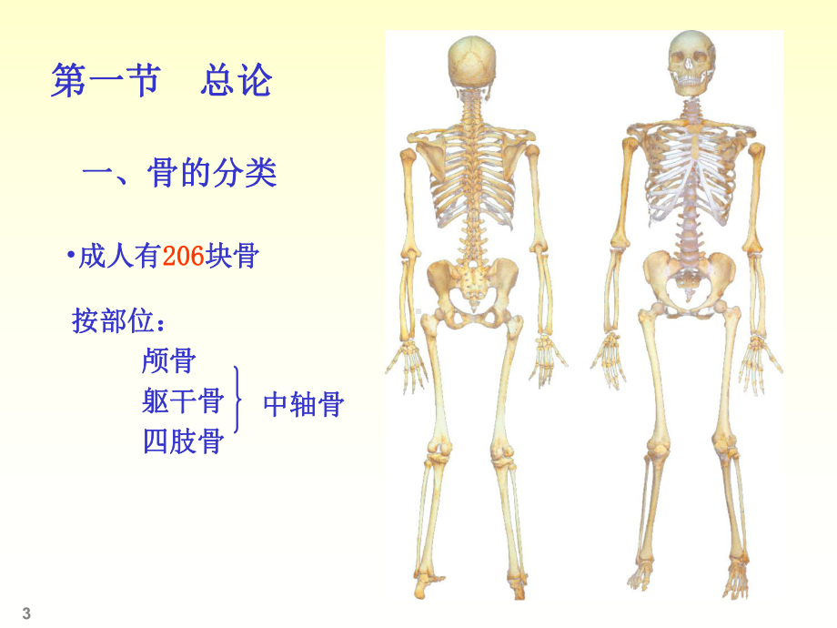 人体解剖学骨学课件.ppt_第3页