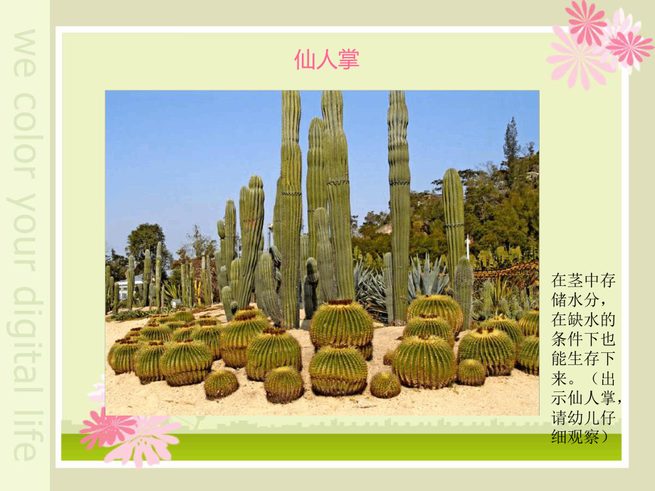 植物趣闻大班科学课件.ppt_第3页