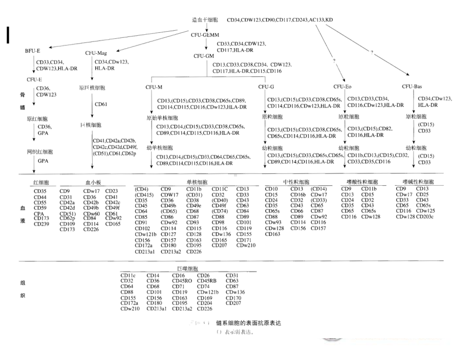 流式细胞术在白血病MICM分型诊断中的作用(压缩图片)课件.ppt_第3页