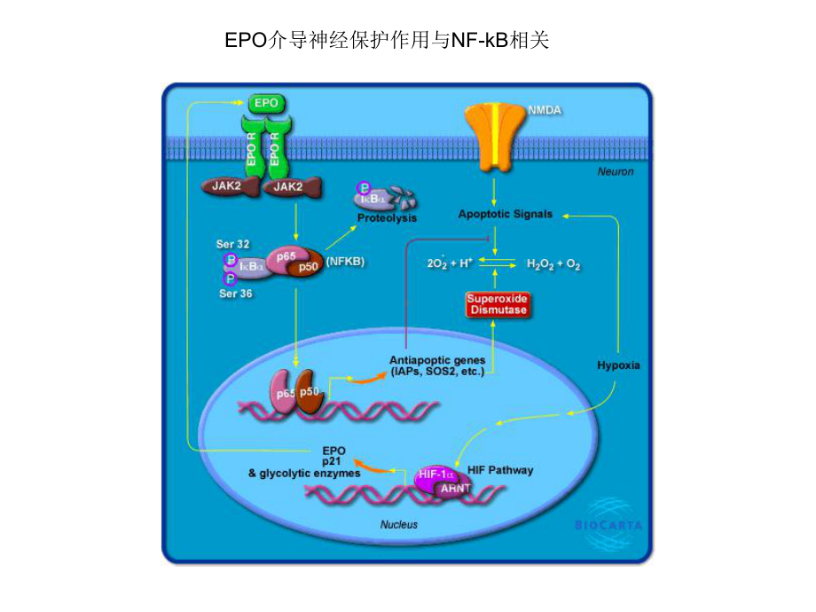 信号转导通路课件.ppt_第2页