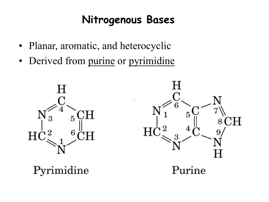 生物化学ii（苏维恒）核酸的降解与核苷酸代谢课件.ppt_第3页