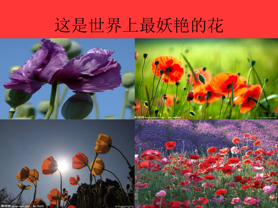 禁毒防艾刻不容缓课件.ppt_第3页