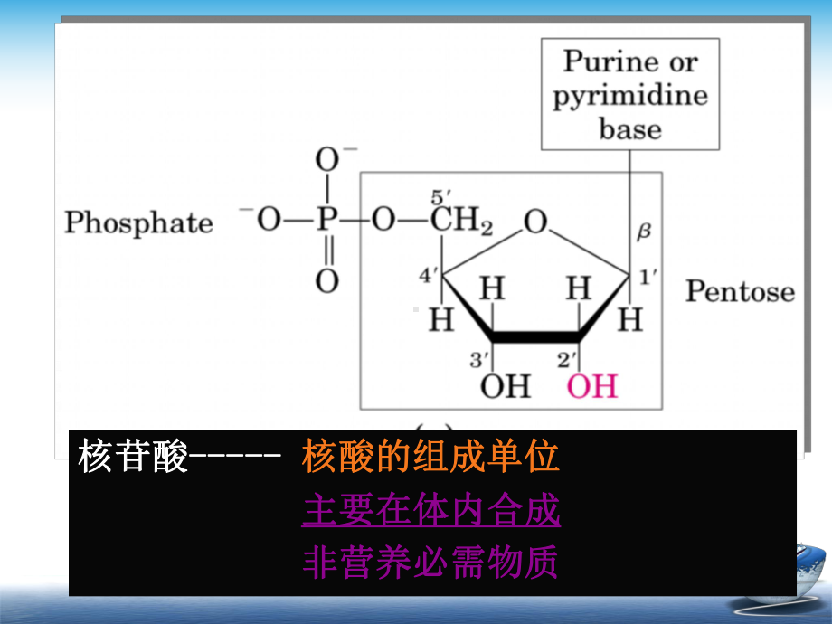 核酸的降解和核苷酸代谢课件.ppt_第3页