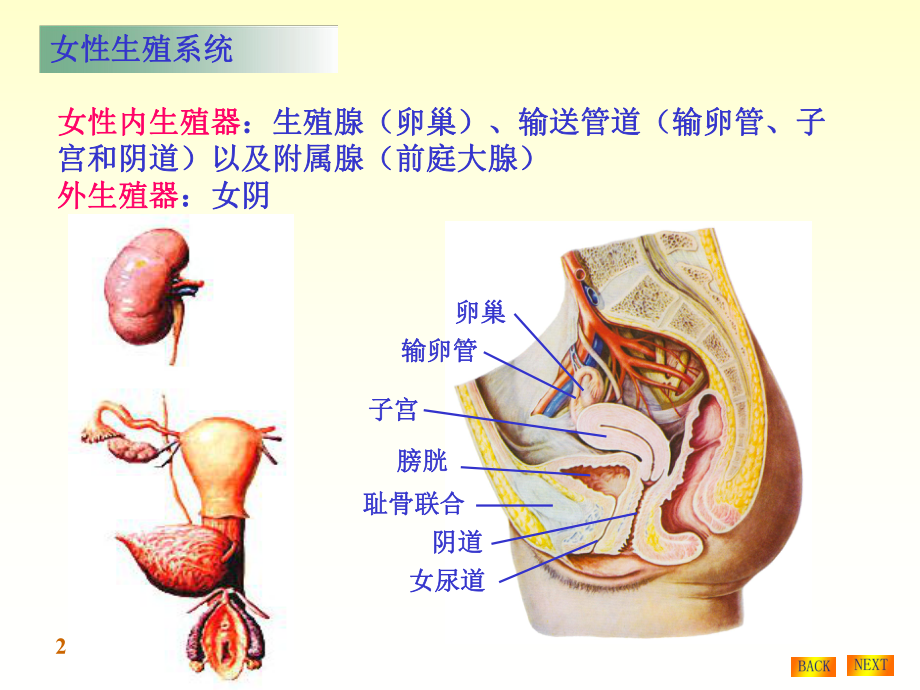 第一章女性生殖系统及生理课件.ppt_第2页