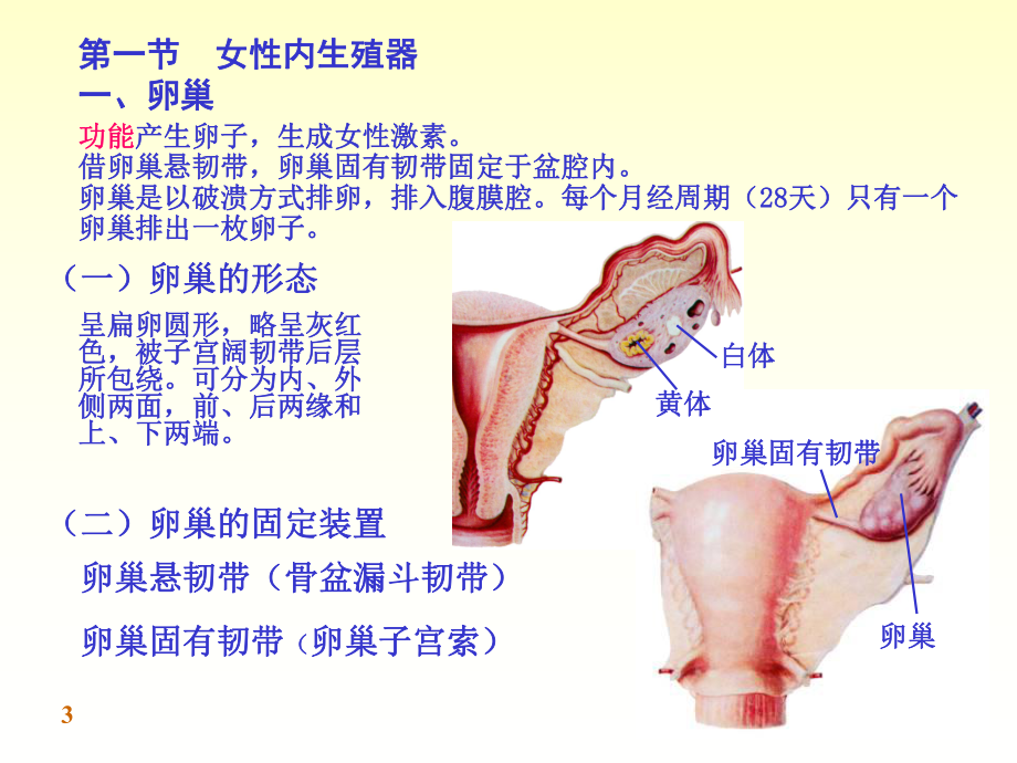 第一章女性生殖系统及生理课件.ppt_第3页