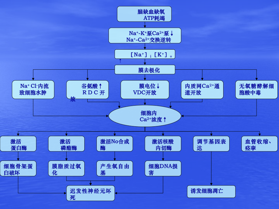 脑缺血神经元损伤机制 课件.ppt_第3页