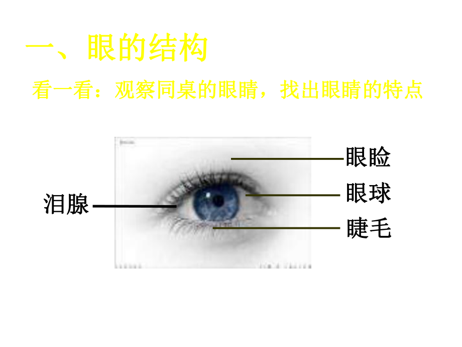 北师大版生物七下《感受器和感觉器官》课件.ppt_第3页