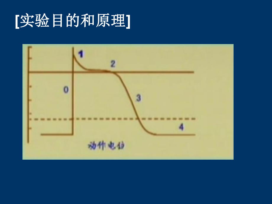 期前收缩和代偿间歇、蛙心灌流zxj课件.ppt_第2页