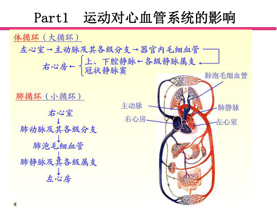 康复医学概论4运动的生理学基础课件.pptx_第2页