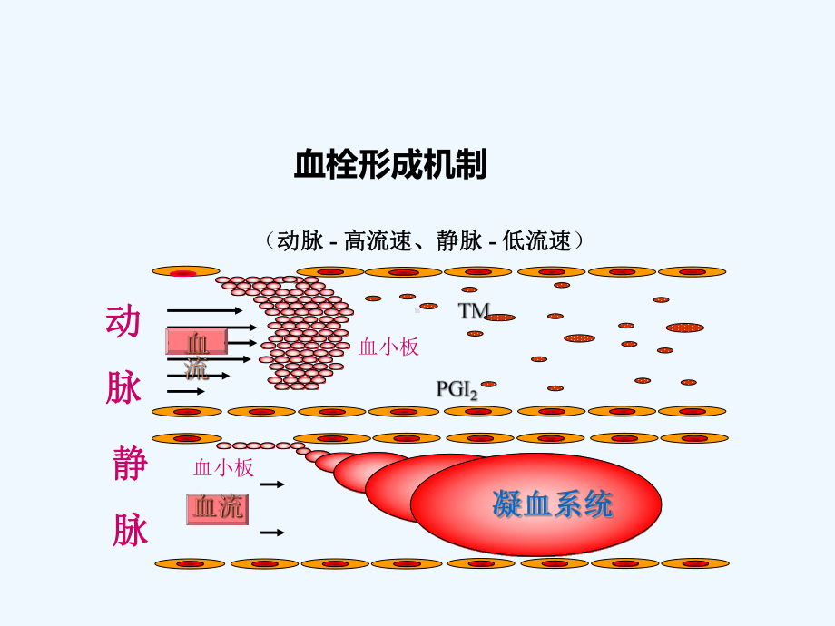 修改抗凝药物合理应用课件.ppt_第3页