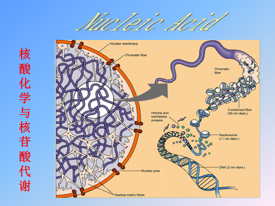 核酸化学与核苷酸代谢[指南]课件.ppt_第1页
