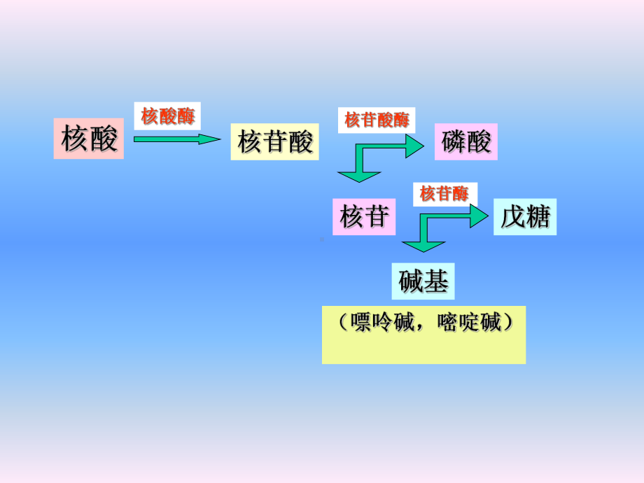 核酸降解与核苷酸代谢课件讲义.ppt_第3页