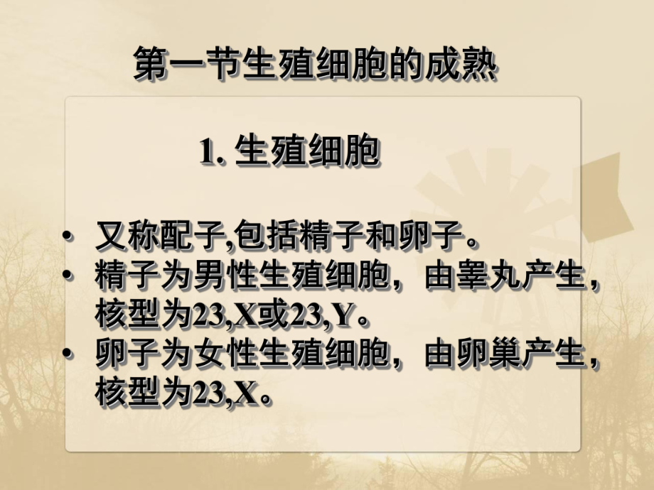 第十三章人体胚胎学概要课件.ppt_第3页