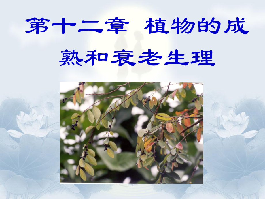 第十二章植物的成熟和衰老生理课件.ppt_第1页