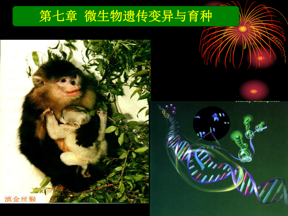 第七章微生物遗传变异与育种课件讲义.ppt_第1页