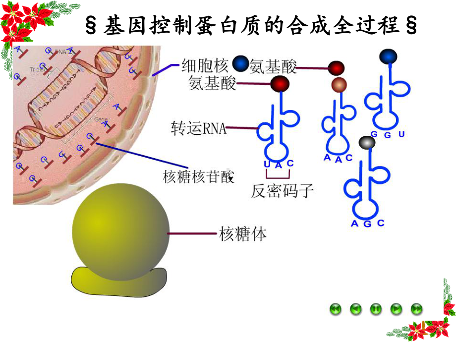 基因对性状控制讲课版课件.ppt_第2页