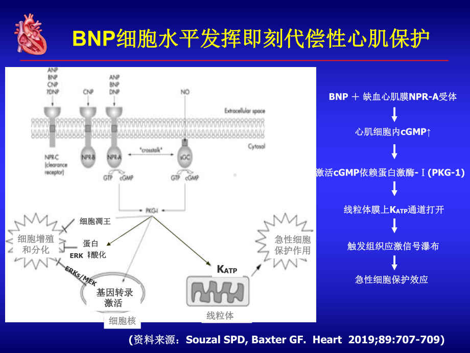 新活素(脑钠肽)：急性心肌梗死(AMI)临床治疗的新手段课件.ppt_第3页