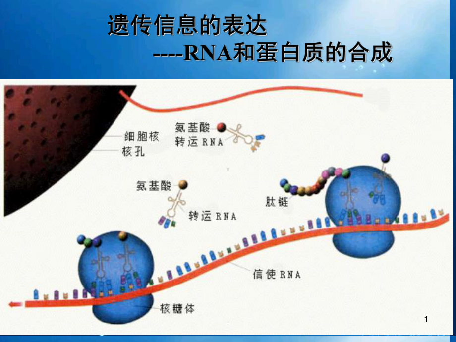 浙江省桐庐分水高级中学高二生物《遗传信息的表达 RNA和蛋白质的合成》课件 新人教版.ppt_第1页