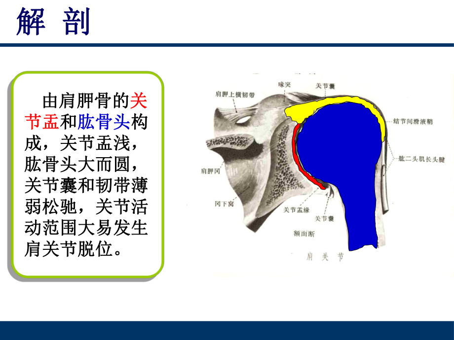 肩关节脱位课件3.ppt_第2页