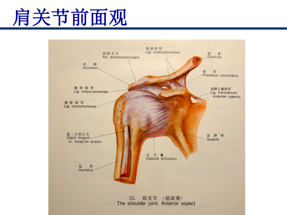 肩关节脱位课件3.ppt_第3页