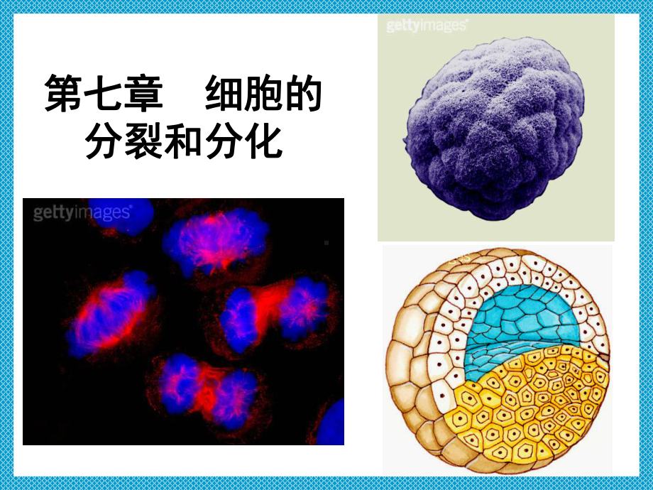 生殖和生命的延续课件.ppt_第1页