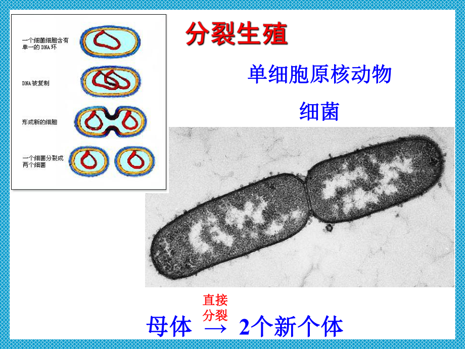 生殖和生命的延续课件.ppt_第3页