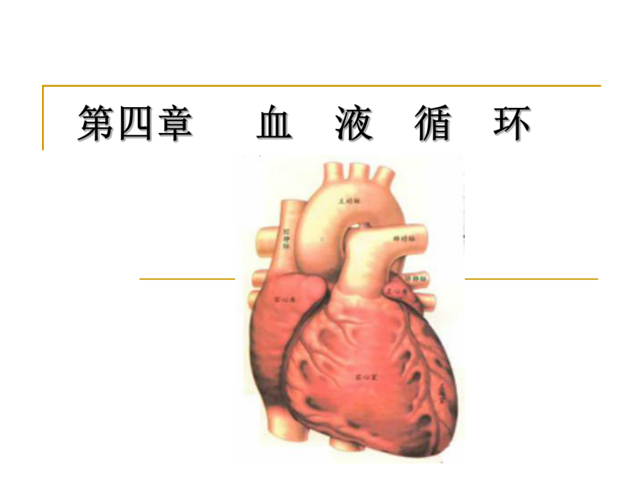 心脏血管生理课件.ppt_第1页