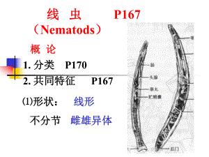 线虫概论、蛔虫、鞭虫课件.ppt