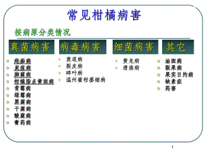 柑橘主要病害及其防治课件.ppt