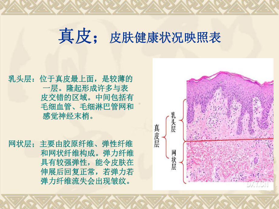 皮肤结构解析课件.ppt_第3页