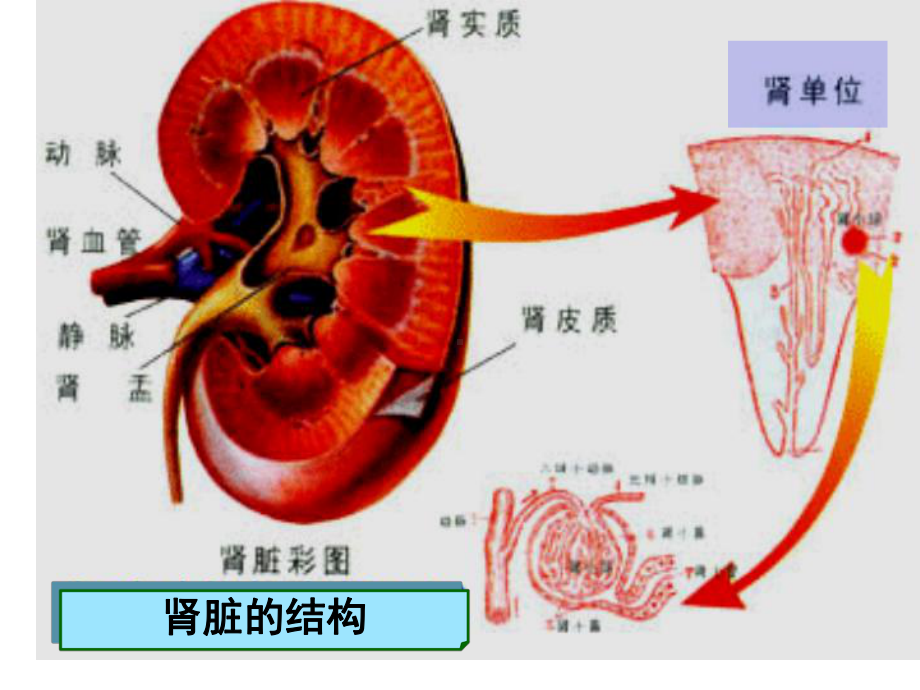 第二十二章w利尿药与脱水药课件.ppt_第3页