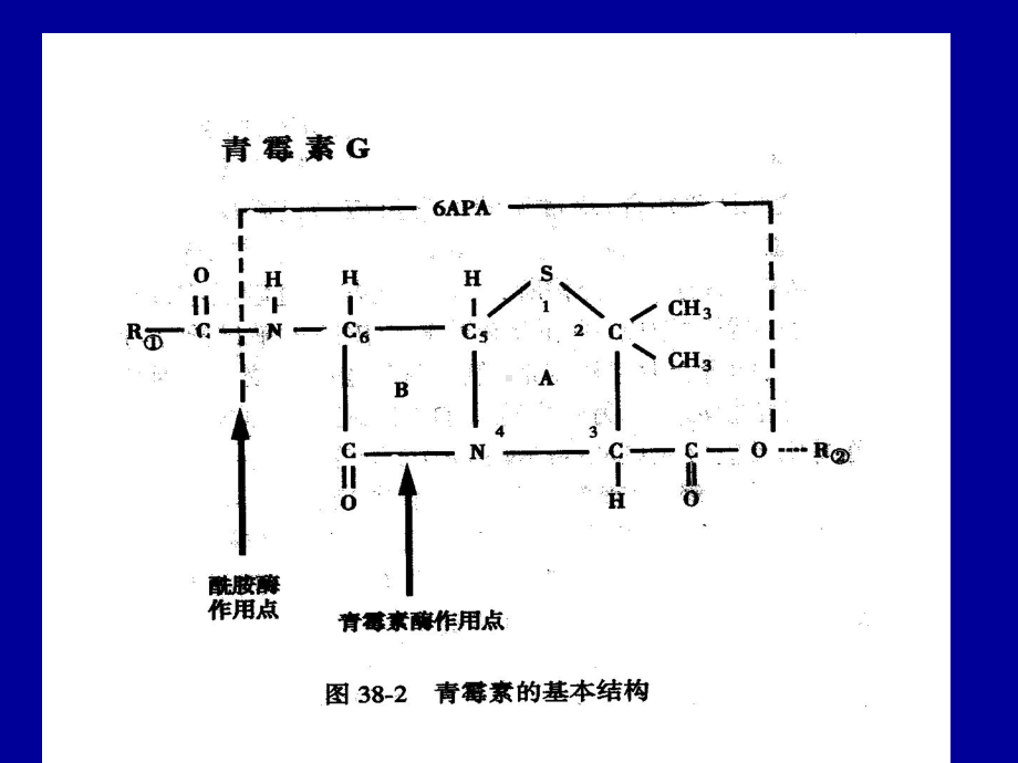 第三十八章β内酰胺类抗生素β内酰胺类抗生素是一大类化学课件.ppt_第3页