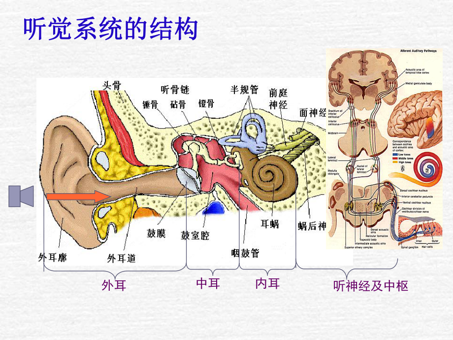 听力学检查在临床疾病中的应用课件.ppt_第2页