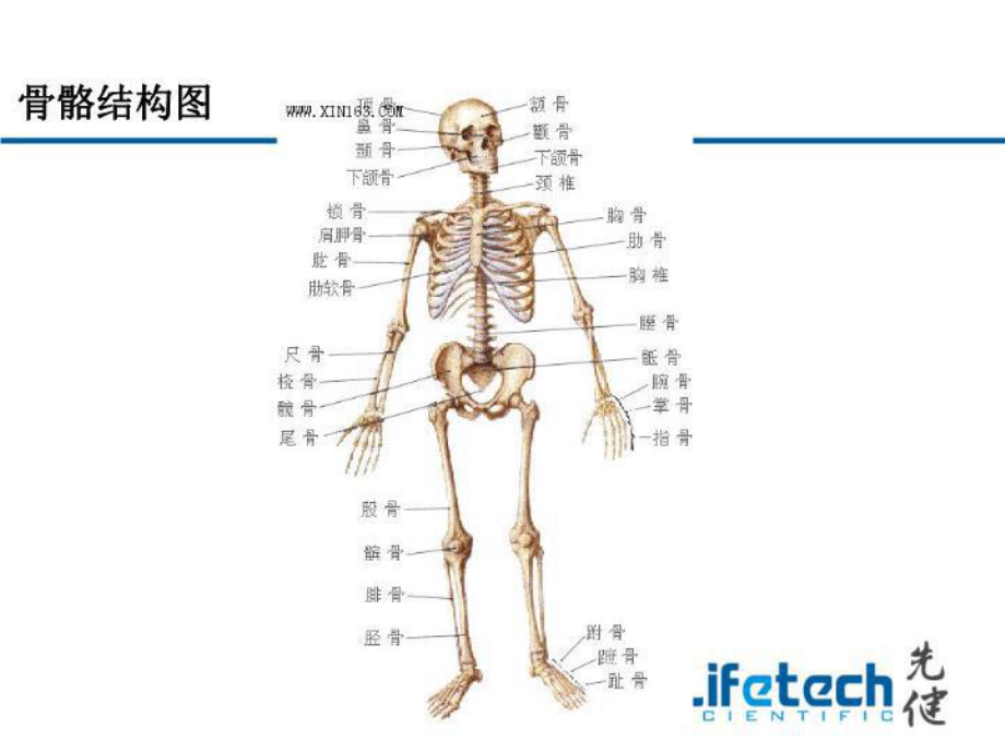 人体解剖及循环系统-课件.ppt_第3页