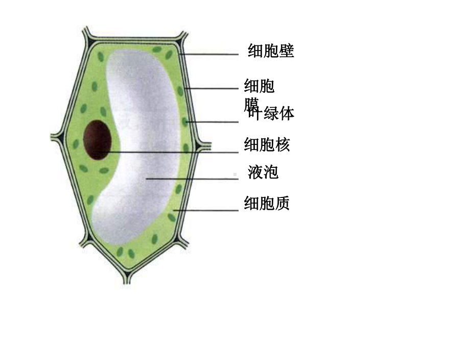 沪科版生命科学高二上第七章《细胞分裂与分化》课件1.ppt_第2页