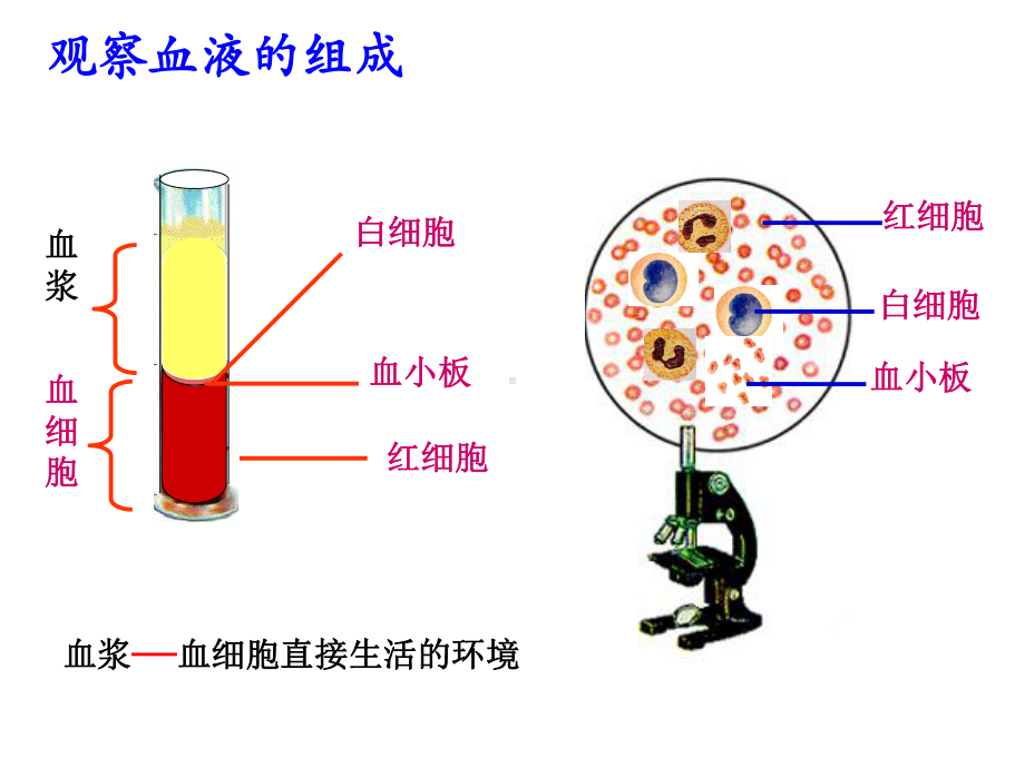 人体的内环境与稳态一课时课件.ppt_第3页