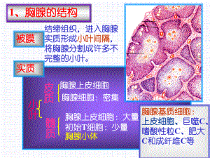 组织学与胚胎学免疫系统(下) 课件.ppt