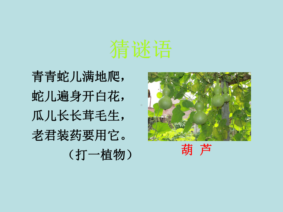 二年级上册课件我要的是葫芦.ppt_第1页