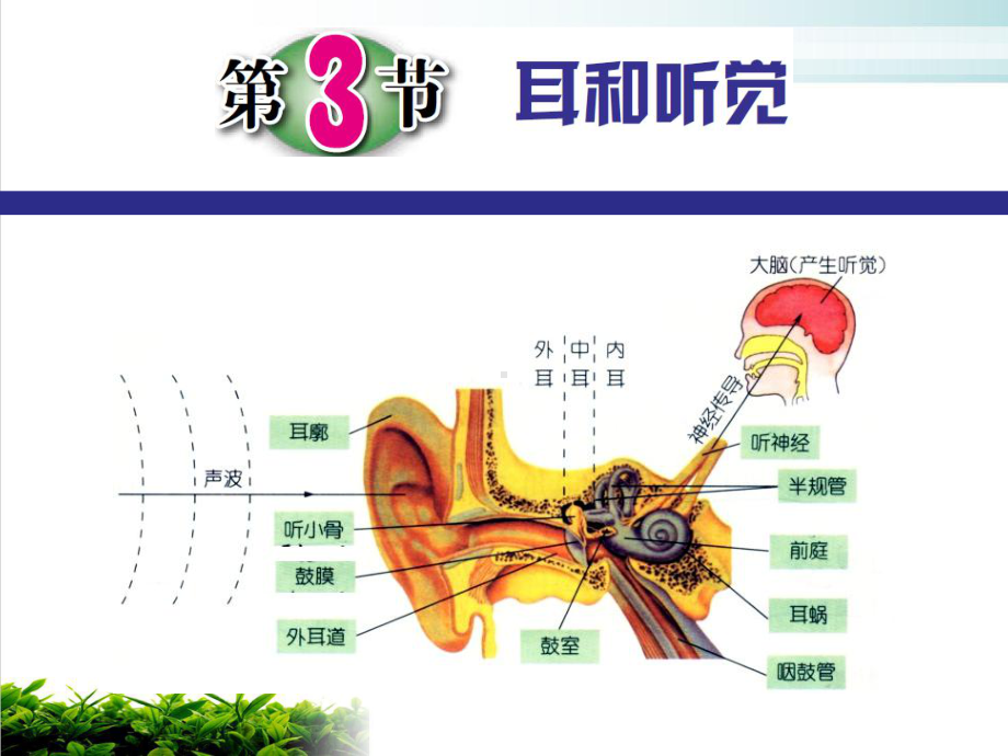 七年级下科学《耳和听觉》优选课件浙教版.pptx_第2页