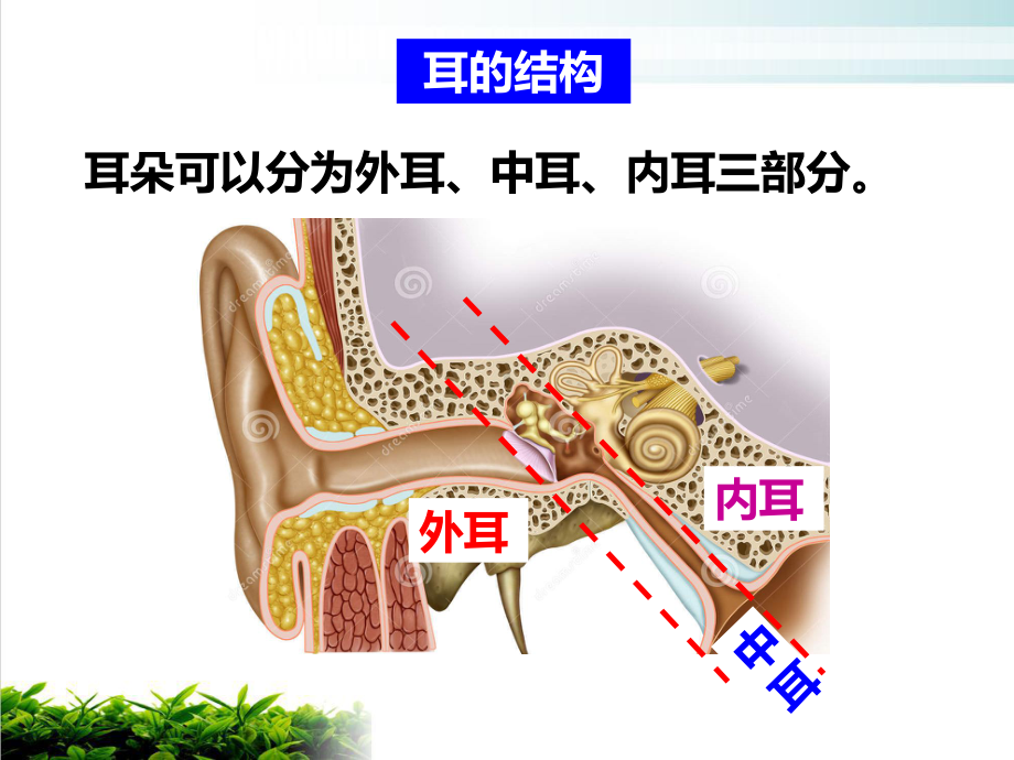 七年级下科学《耳和听觉》优选课件浙教版.pptx_第3页