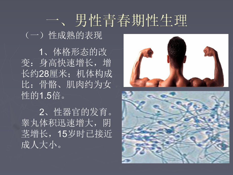 男性青春期性生理课件.ppt_第3页