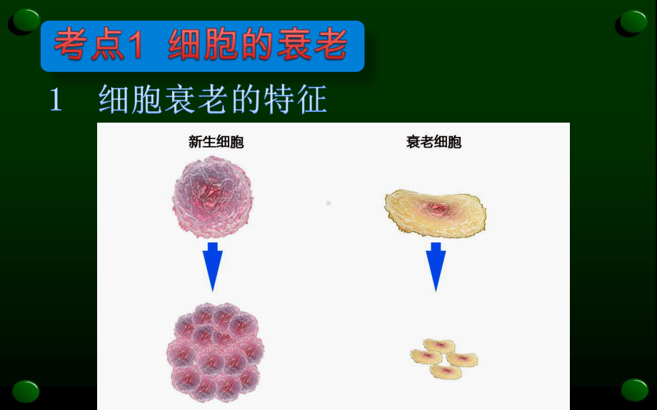 人教版《细胞的衰老和凋亡-》课件1.pptx_第3页