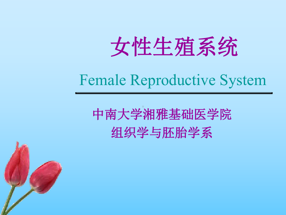 女性生殖系统 组织学与胚胎系教学课件.ppt_第1页