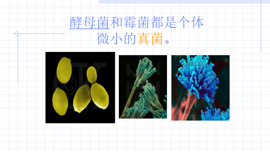 第一节酵母菌和霉菌课件.ppt_第3页