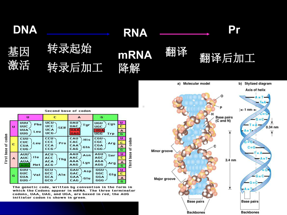 第三讲病毒的遗传变异课件.ppt_第3页